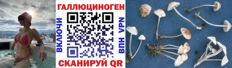 купить закладку  Гвардейск  Псилоцибиновые грибы MAGIC MUSHROOMS 